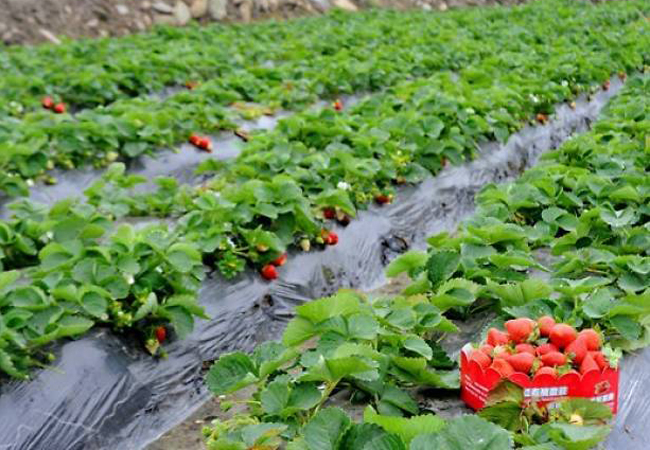 Strawberry Farm Tapola